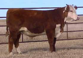 Lot 13 Yearling Bulls HH Jet Time 0138 1427 - BD: 2-23-14 Actual : 83 lbs One of the hightlights to the sale. Better than breed average in every performance category. A 104% weaning ratio.