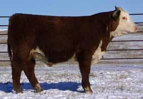 Lot 14 HH Harland Time 0138 1435 - BD: 2-27-14 Actual : 84 lbs This bull s grand dam is 9088, who should need no introduction. She has raised several champions and high selling progeny.