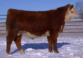 1436 is a long bodied, short marked bull. Free in his travel, larger framed bull. Lot 16 HH Harley 1437- BD: 3-2-14 Actual 84 lbs 9015 raised one of the highlights of last year s sale.