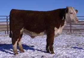 Lot 17 Yearling Bulls not registered RE: 75% LE: 75% HH 1439 - BD: 3-4-14 Actual : 95 lbs A very high performance bull.