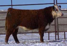 If you need more weight at weaning to take to the feedlot this bull is for you. Lot 18 HH Mr Sensation 1447 - BD: 3-20-14 Actual : 70 lbs A guaranteed heifer bull with outstanding numbers.