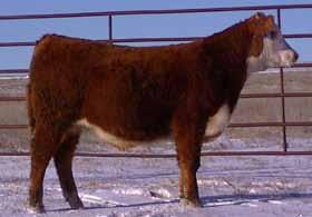 Yearling bulls & Heifers Lot 21 TKR 0138 Domino Lad T414B - BD: 5-5-14 Actual 87 lbs This bull is at or better than breed average in every single performance trait. He is smooth in his design.