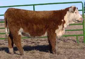Lot 23 Yearling Heifers HH Lacey Time 1429 - BD: 2-24-14 This heifer is a thick quartered About Time daughter. She comes from one of our best foundation cow families. She is very gentle.