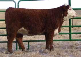 1434 s grand dam was Grand Champion Heifer at the Iowa State Fair, Iowa Hereford Preview Show and several IJBBA shows. 17 +5.4 +49 +87 +20 +45-0.8 +0.39 +0.
