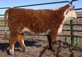 Lot 25 Yearling Heifers HH Miss Rambo 1438 - BD: 3-3-14 This heifer s dam is a DOD and one of our best producing cows.