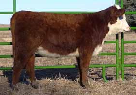 Lot 28 Yearling Heifers TKR 0138 Domino Lass T408B - BD: 3-28-14 A short marked heifer, very gentle, long spined, clean made heifer. Lot 29 +3.8 +45 +72 +21 +44-0.2 +0.