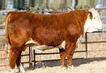 Depth of body, thickness of quarter, and total growth are the keys to take from this herd sire.