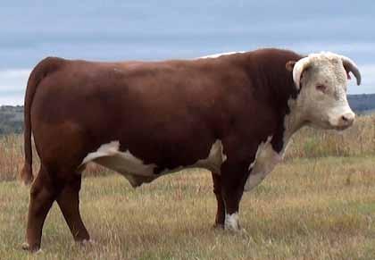 CL 1 Domino 0145X - BD: 1-31-10 A bull we have used extensively in our AI and ET programs. This Cooper bred bull was one of their top sellers in 2011.