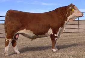 Lot 1 Fall Yearling Bulls HH Angler 1361 ET - BD: 9-7-13 Actual : 70 lbs An outstanding 0145X son. A very high performance bull. Long, deep, wide in his base. A real rancher type bull.