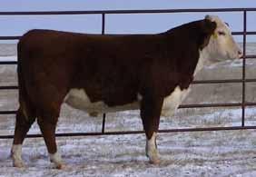 An About Time son with lots of length and performance with 110% weaning ratio. CL1 Domino 860U CL1 Domino 0145X ET CL1 Dominette 440P 1ET KB L1 Domino 826U Montana Miss 032X Montana Miss 829U +3.