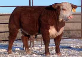 Lot 3 Fall Yearling Bulls HH Beef Time 1372- BD: 9-28-13 Actual : 79 lbs A heifer bull prospect here. A moderate framed bull with a big hip, small head and angular in his design.
