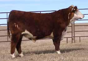Lot 7 Yearling Bulls HH Harland Time 1407 - BD: 2-6-14 Actual : 60 lbs Heifer bull prospect without giving up performance. Wide topped, big hip, power from front to back.