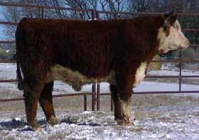 Lot 8 HH 105Y Mark Time 1409 - BD: 2-7-14 Actual : 88 lbs Out of a first calf heifer who happens to be the daughter of the 6427 cow, who is also the dam of Lot 6.