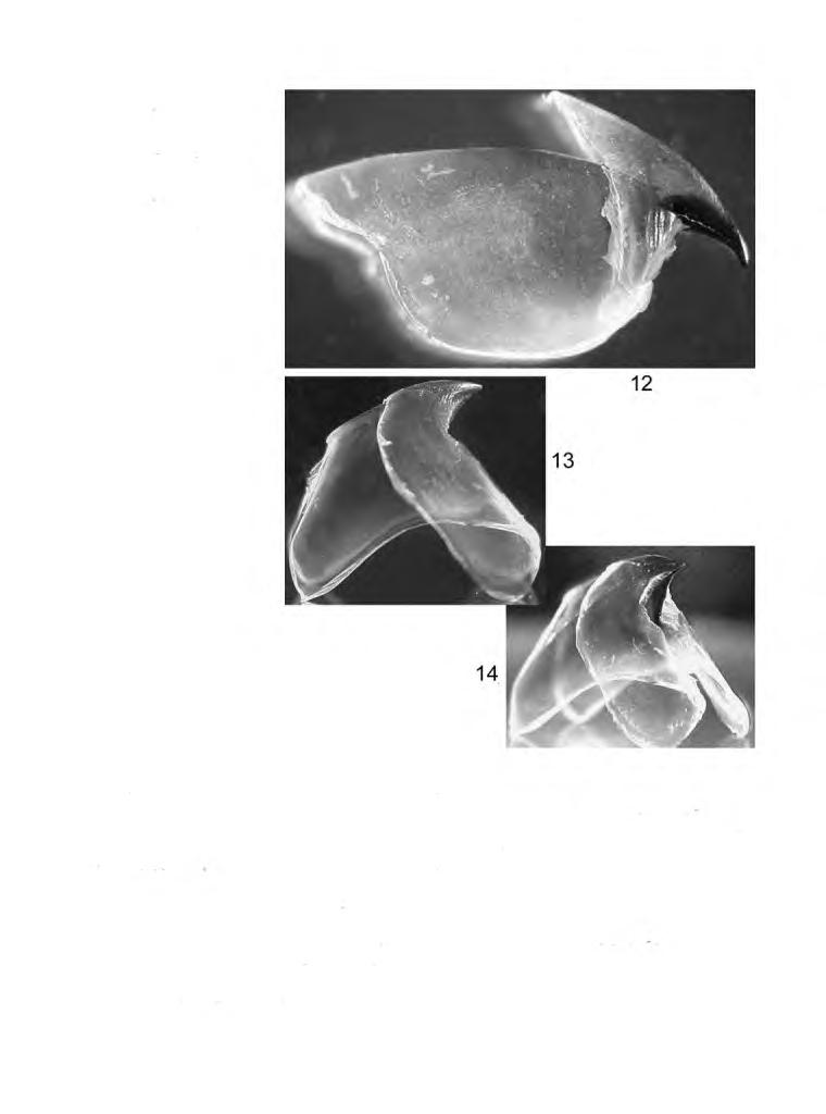 Rev Fish Biol Fisheries (2007) 17:353-365 357 Figs. 12-14 (12) Asperoteuthis mangoldae: Upper beak, lateral view, 128 mm ML. (13) Asperoteuthis mangoldae: Lower beak, lateral view, 128 mm ML.