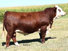 MISS PUCKSTER 277 Our top selling bull a couple years ago. Young AI herd sire used with 504 calves in 102 Registered herds. His calves are highly sought after in many sales. CED 2.9 BW 3.
