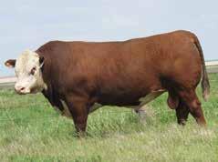 22 Blk Cow $29 CEZ $21 CHB $40 TOTAL $90 Sired our top selling sire group last year. His semen is selling rapidly. He sires top performing progeny and puts a lot of pigment on them.