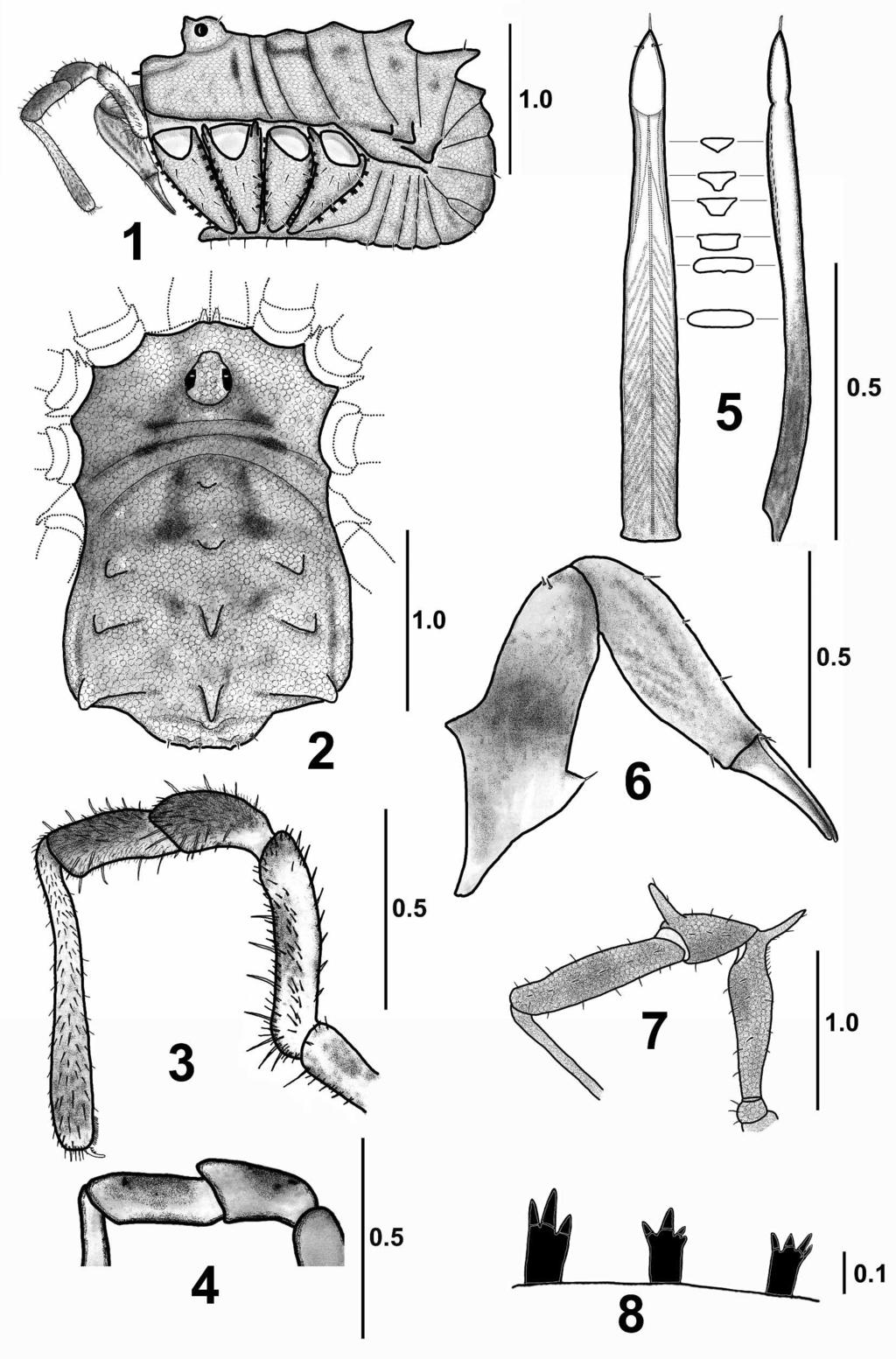 tubercles densely covered with short hairs, reaching about 1/5 of length of trochanter; similar but smaller prolateral tubercles also on coxa IV (Fig. 2). FIGURES 1 8. Umbopilio martensi n. sp.
