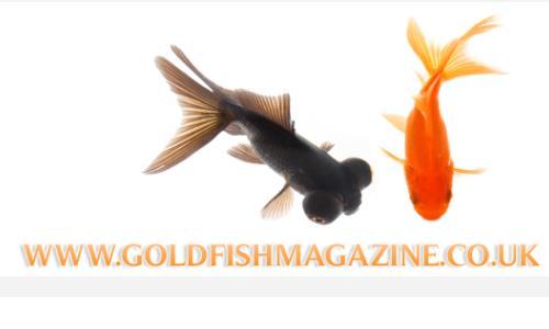Goldfish News A new magazine for Goldfish Keepers