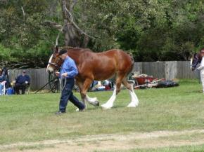 Inc, Bucca Valley Shire Stud, Toora Shire