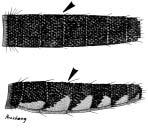 Abdominal terga with either apicolateral white patches or apicomedian dorsal white patches or bands, or both Ur.
