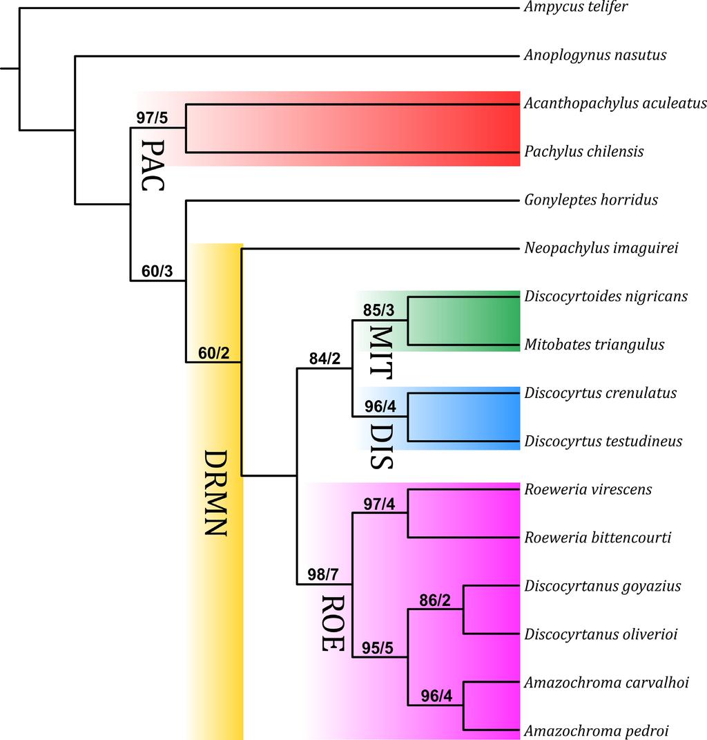 European Journal of Taxonomy 393: 1 32 (2018) Fig. 4. Single MP tree from TNT.