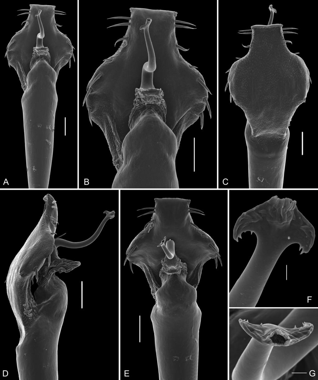 CARVALHO R.N. & KURY A.B., New subfamily of Gonyleptidae Fig. 6. Amazochroma carvalhoi (Mello-Leitão, 1941) gen. et comb. nov. (MNRJ 8801);, genitalia, distal part. A. Dorsal view, panoramic. B.