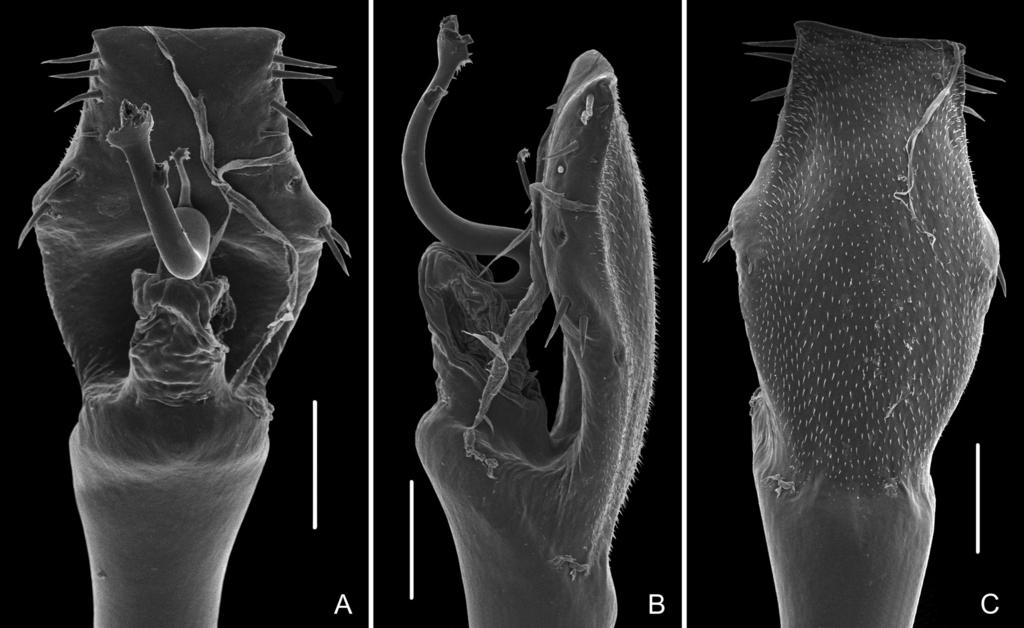 CARVALHO R.N. & KURY A.B., New subfamily of Gonyleptidae Table 5. Leg measurements (in mm) of Amazochroma pedroi gen. et sp. nov.,, holotype (MNRJ 2352). Tr Fe Pa Ti Mt Ta Total Leg I 0.6 2.5 1.1 1.