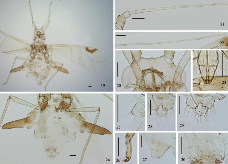A new species of Chucallis Tao (Hemiptera, Aphididae, Calaphidinae) from China 75 Figures 19 30. Chucallis latusigladius Qiao, Jiang & Chen, sp. n. Alate viviparous female: 19 dorsal view of body 20