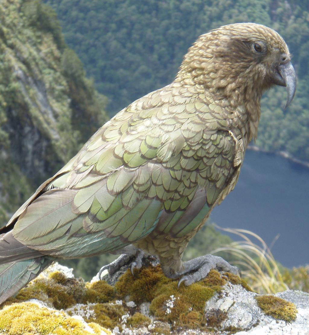 Kea Conservation Trust The Kea work in the Wapiti area is continuing to return great results. For the third year running hunters during the ballot undertook the largest kea survey in NZ.