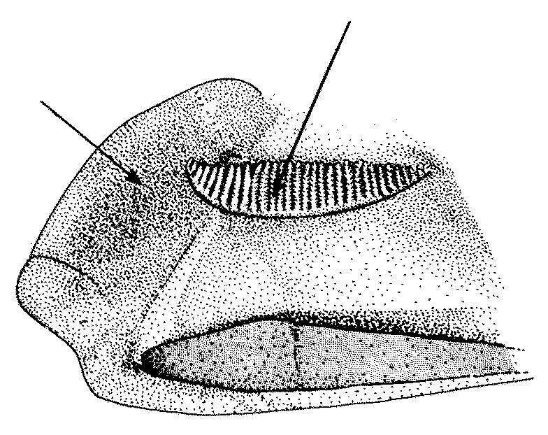 307 4a. A few short gillrakers present on hind face of 3rd epibranchial (Fig.2) gill arches 1 2 3 4 5a. Pseudobranch shorter than eye, not reaching onto inner face of operculum (Fig.
