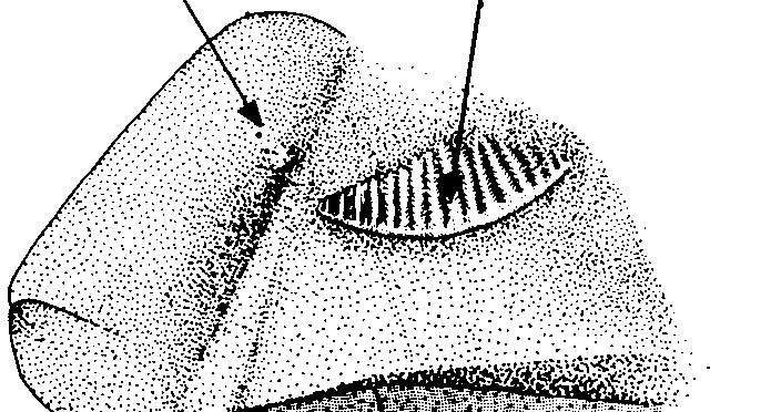 Maxilla tip pointed, reaching onto pre- operculum (Fig.6)................. Anchoa (subgenus Anchovietta) short gillrakers Fig.