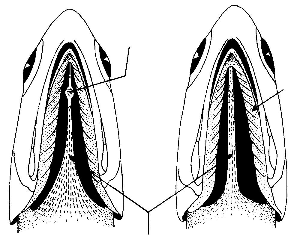 310 4a. Isthmus muscle not reaching forward to hind edge of gill membrane, the urohyal exposed (Fig. 15a)).................... Encrasicholina urohyal exposed 3b. 4b.