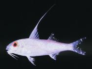 to base of caudal fin just above lateral line; head with pink to light red blotches; barbels pink to white; dorsal fins with oblique cross bands of light red and translucent white; lobes of caudal