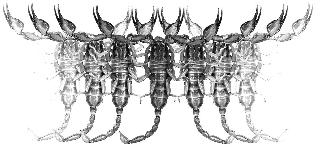 Euscorpius Occasional Publications in Scorpiology The First Record of the Family Euscorpiidae (Arachnida: Scorpiones) from Central China,