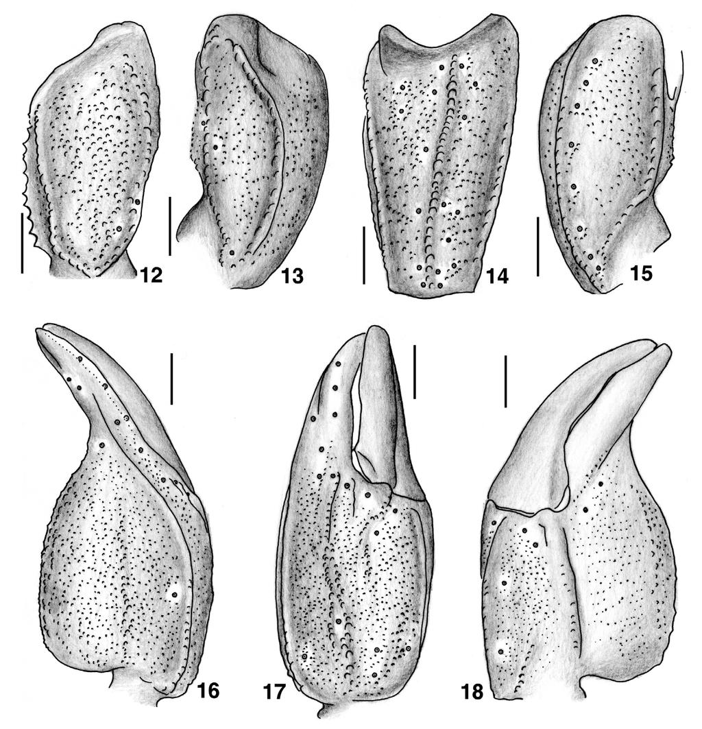 4 Euscorpius 2011, No. 118 Figures 12 18: Scorpiops sp. (hardwickii complex ) from Hubei, female. 12. Femur, dorsal aspect. 13 15. Patella dorsal, external and ventral aspects. 16 18.