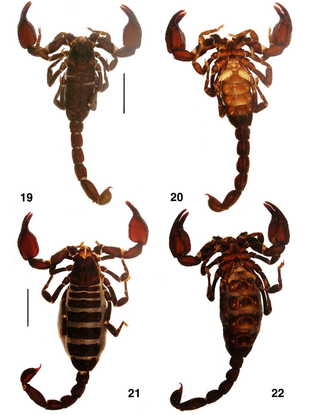Di et al.: Euscorpiidae from Central China 5 Figures 19 22: Scorpiops sp.