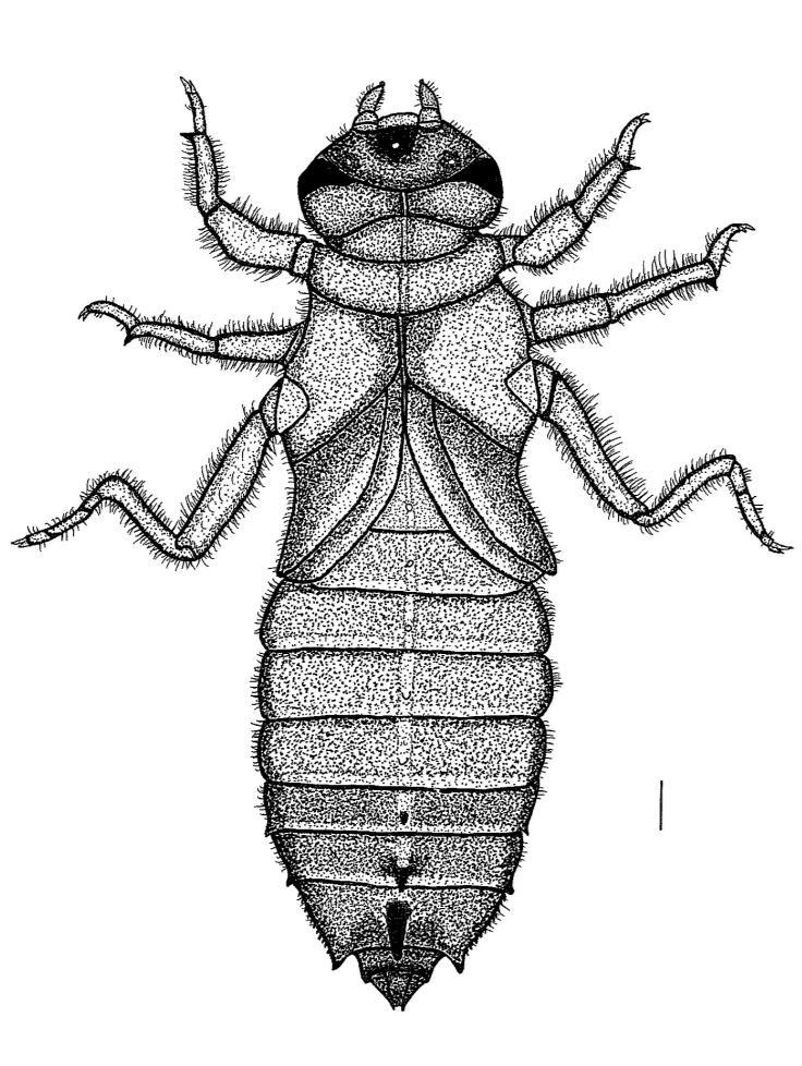 NTURE IN SINGPORE 2013 C D Fig. 2., Habitus drawing of Leptogomphus risi exuvia;, Ventral view of prementum; C, Left antenna; D, Left lateral view of abdomen. Scale bars = 1mm.