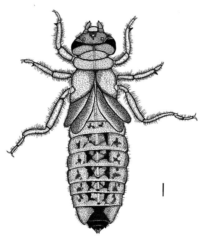 Ngiam & Dow: Larvae of Leptogomphus risi and Leptogomphus williamsoni Fig. 3., Dorsal view of exuvia of female Leptogomphus risi collected from Venus Trail forest on 10 pr.2013.