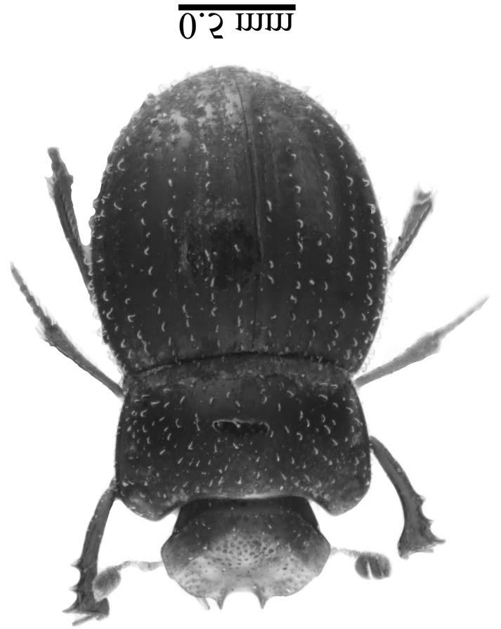 102 African Entomology Vol. 16, No. 1, 2008 Fig. 9. Nebulasilvius johani habitus.