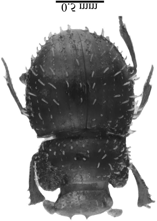 Deschodt & Scholtz: New genera and species of small Canthonini (Scarabaeidae) 103 Fig. 10. Peckolus poenskopius habitus.