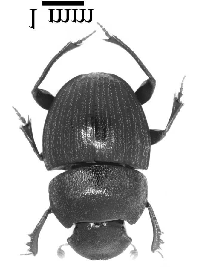 94 African Entomology Vol. 16, No. 1, 2008 1mm Fig. 1. Dwesasilvasedis medinae habitus. short setae from under lateral margins of clypeus visible from above. Pronotum.