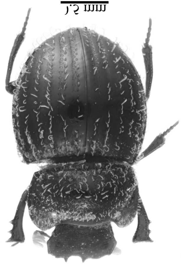 96 African Entomology Vol. 16, No. 1, 2008 Fig. 3. Aliuscanthoniola similaris habitus.