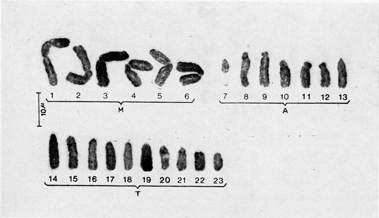CENTRIC FUSIONS IN ZEBRINA PENDULA VAR. QUADRICOLOR 331 DISCUSSION The karyotype of Z.