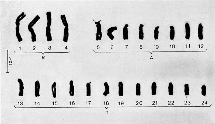 332 LALITHAMBIKA BAI and KURIACHAN (Chromosome 13). An analysis of the relative lengths of these chromosomes (Table 2) revealed that the short arms of chromosome 7 and 13 of Z. pendula var.