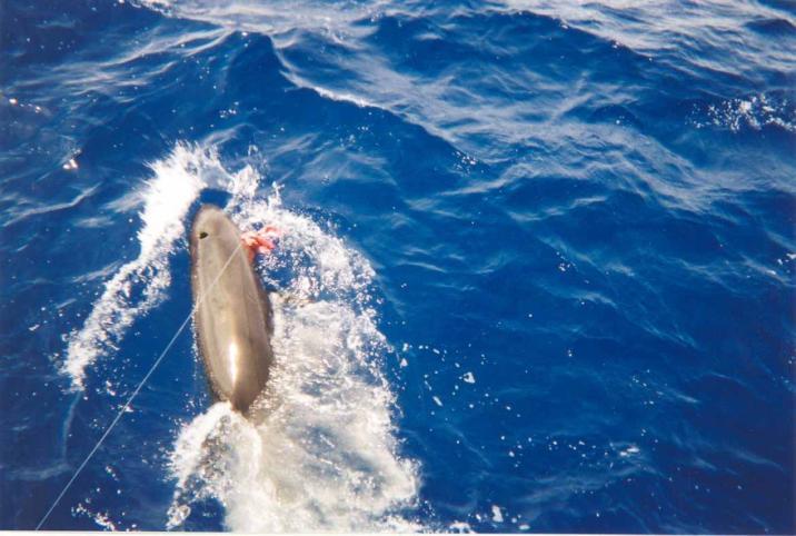 RESULTS By-catch of odontocetes False killer whale NMFS 4