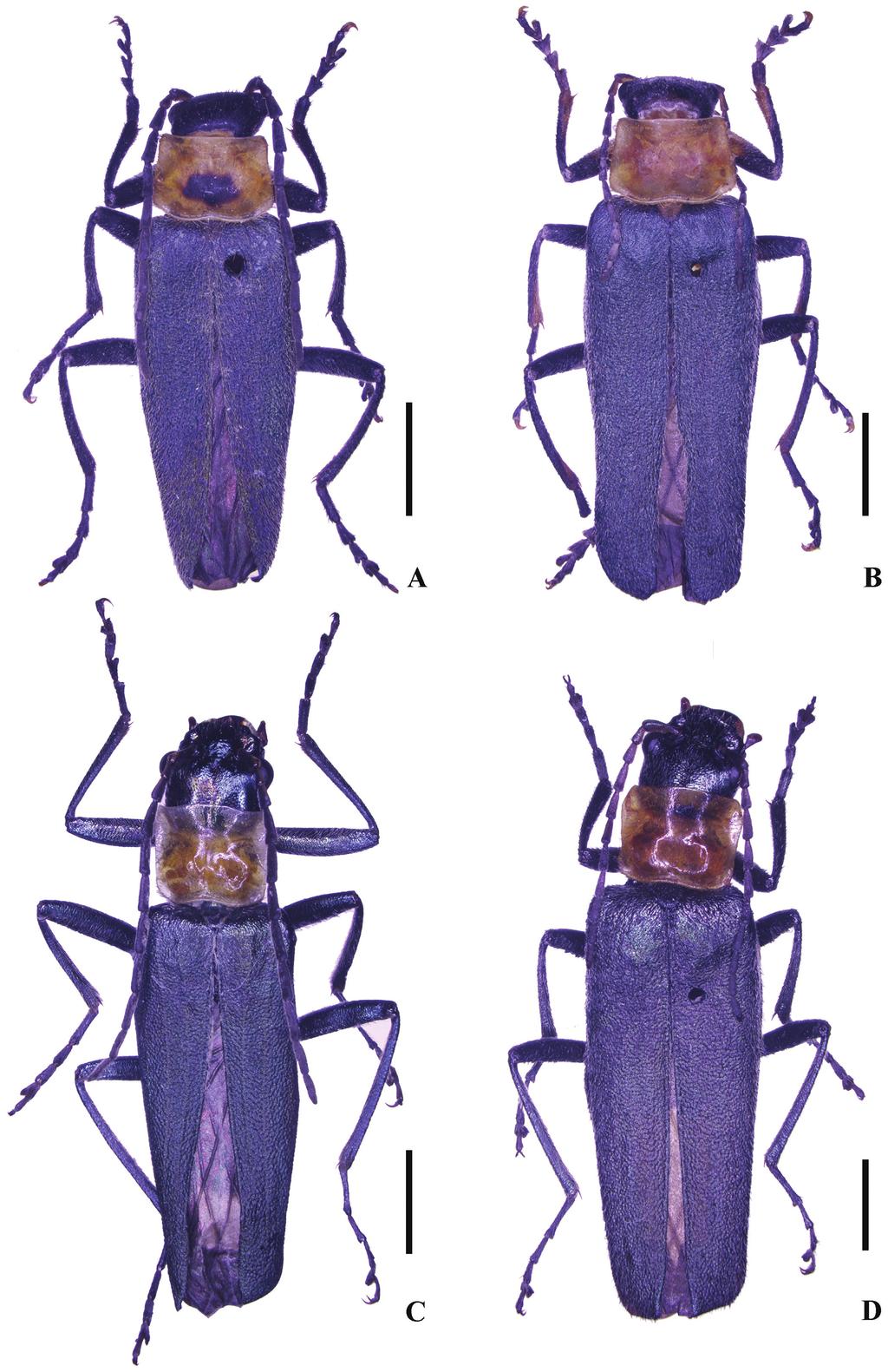 A new species of Themus (Themus) Motschulsky from Yunnan, China... 109 Figure 1.