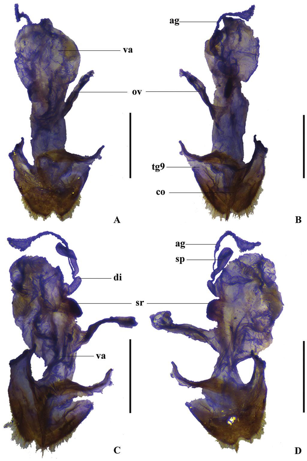 A new species of Themus (Themus) Motschulsky from Yunnan, China... 111 Figure 3.