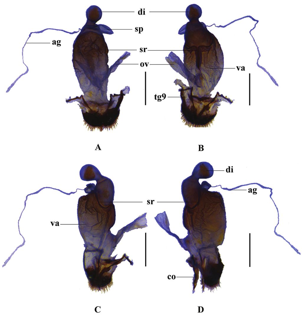 A new species of Themus (Themus) Motschulsky from Yunnan, China... 115 Figure 4.