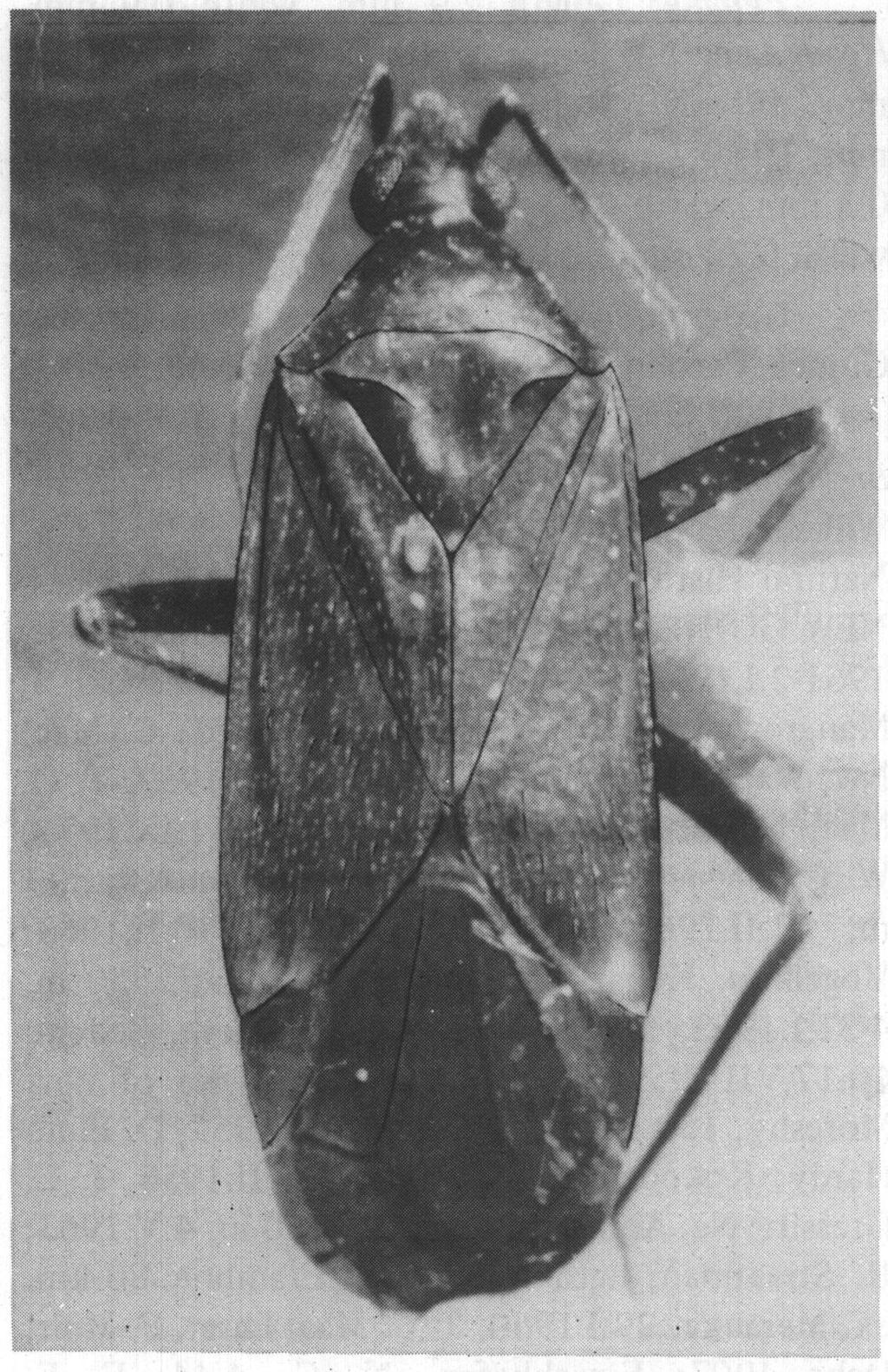 CYLAPINAE OF PAPUA NEW GUINEA 137 Male: Length 4.8 mm, width 1.4 mm. Head: Length' 0.4 mpi, width 0.6 mm, vertex 0.24 mm. Antenna: Segment I, length 0,6 mm; II, 1.4 mm; III, 0.8 mm; IV, broken.