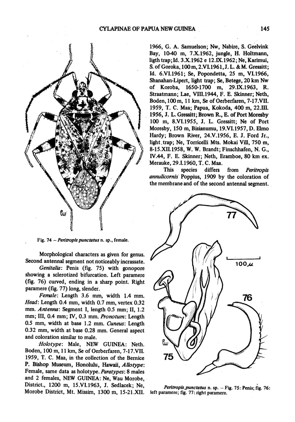 CYLAPINAE OF PAPUA NEW GUINEA 145 1966, G. A. Samuelson; Nw, Nabire, S. Geelvink Bay, 10-40 m, 7*X1962, jungle, H. Holtmann, ligthtrap;id. 3.X1962 e 12.IX.1962; Ne, Karimui, S. of Goroka, loom, 2.